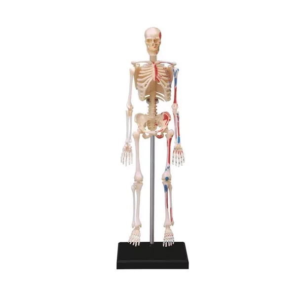 Об`ємна модель 4D Master Скелет людини - 1