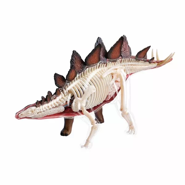 Об'ємна анатомічна модель 4D Master Стегозавр (26095) - 1
