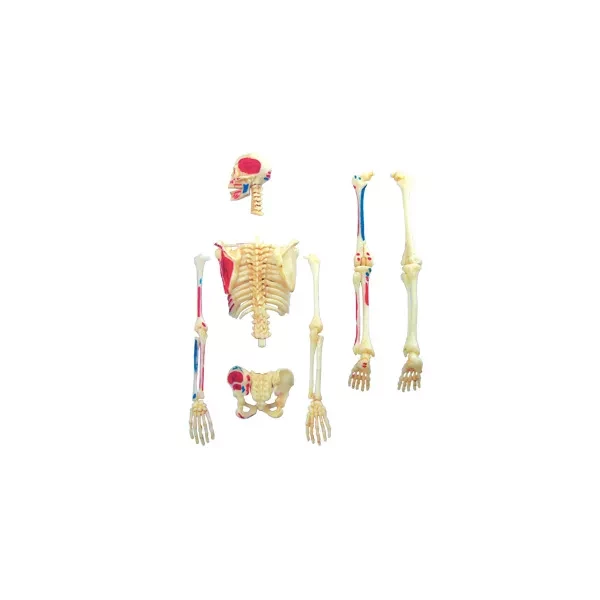 Объемная анатомическая модель 4D Master Скелет человека - 2