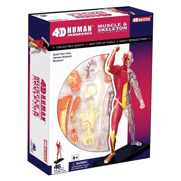 Объемная анатомическая модель 4D Master Мускулы и скелет человека - 2