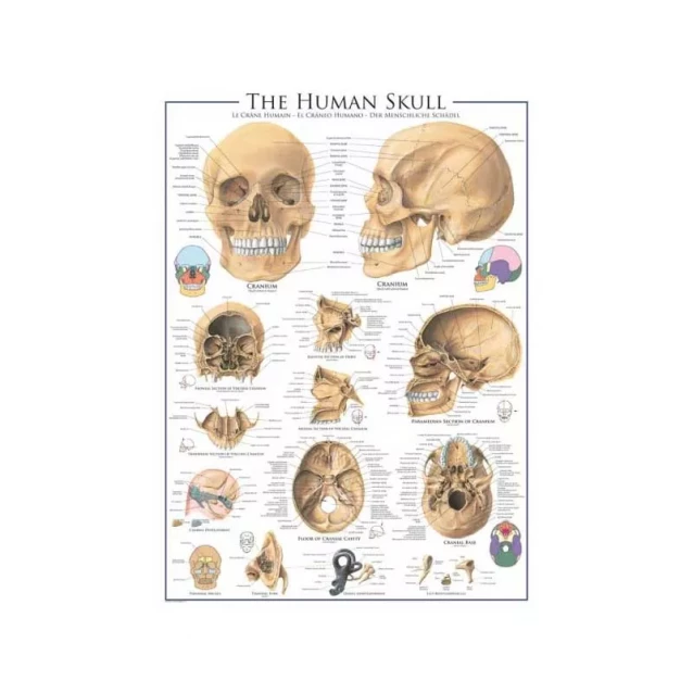 Пазл Eurographics Человеческий череп, 1000 элементов - 2