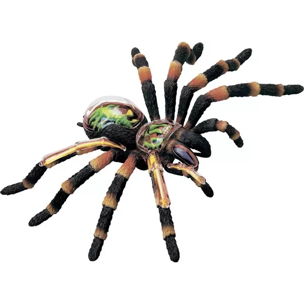 4D Master Анатомічна модель "Павук тарантул" - 1