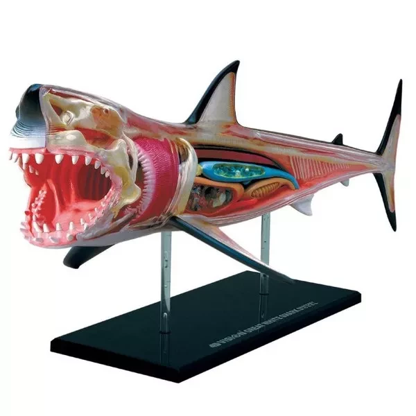 Обємна модель 4D Master Велика біла акула - 2