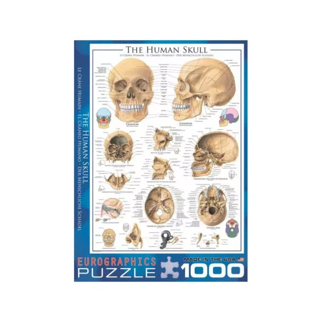 Пазл Eurographics Человеческий череп, 1000 элементов - 1