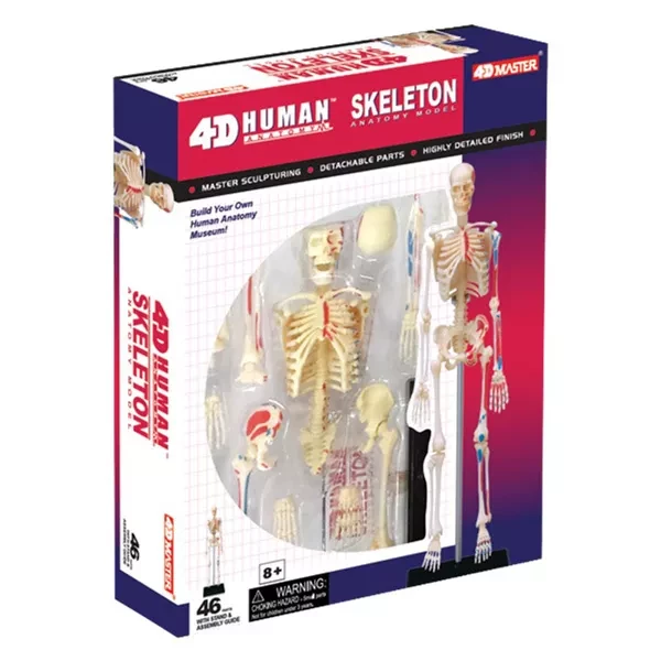 Объемная анатомическая модель 4D Master Скелет человека - 4