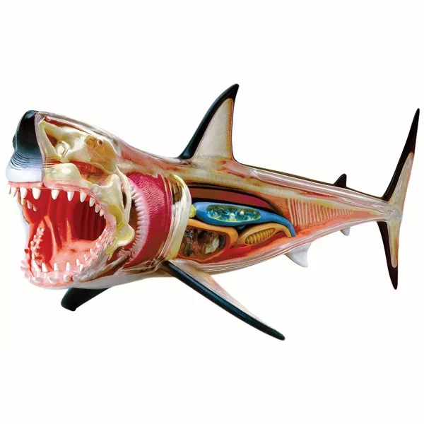 Обємна модель 4D Master Велика біла акула - 1