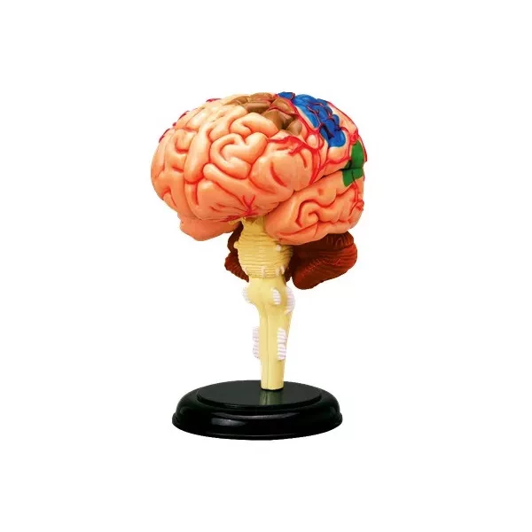 Об`ємна модель 4D Master Мозок людини - 1