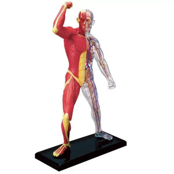 Объемная анатомическая модель 4D Master Мускулы и скелет человека - 1